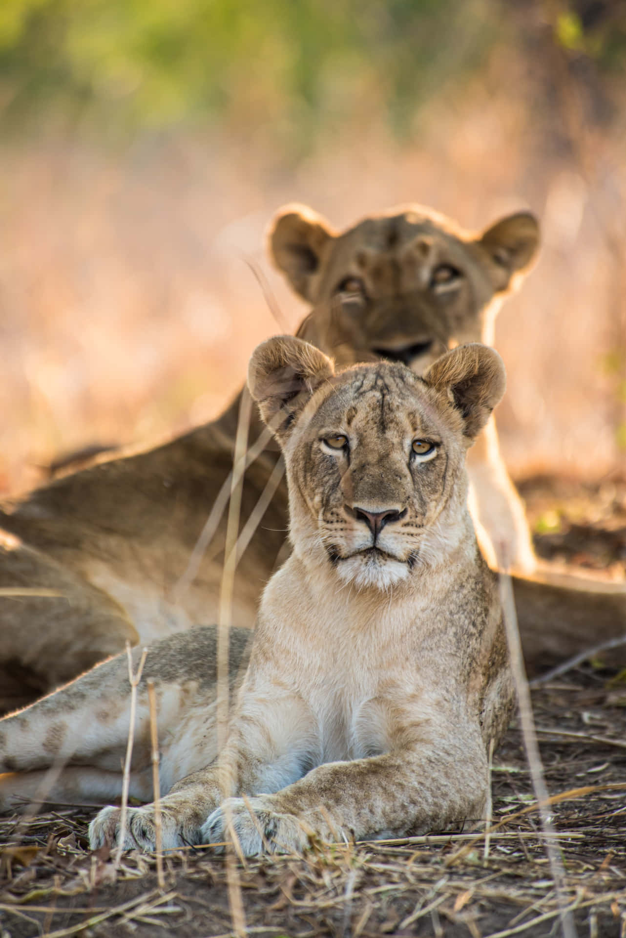 Two Lioness Resting In The Wild Fdvlqr85mrxrc6yv Wallpaper