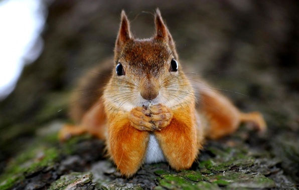 Wallpaper protein red legs wood funny squirrel humor funny 596x380