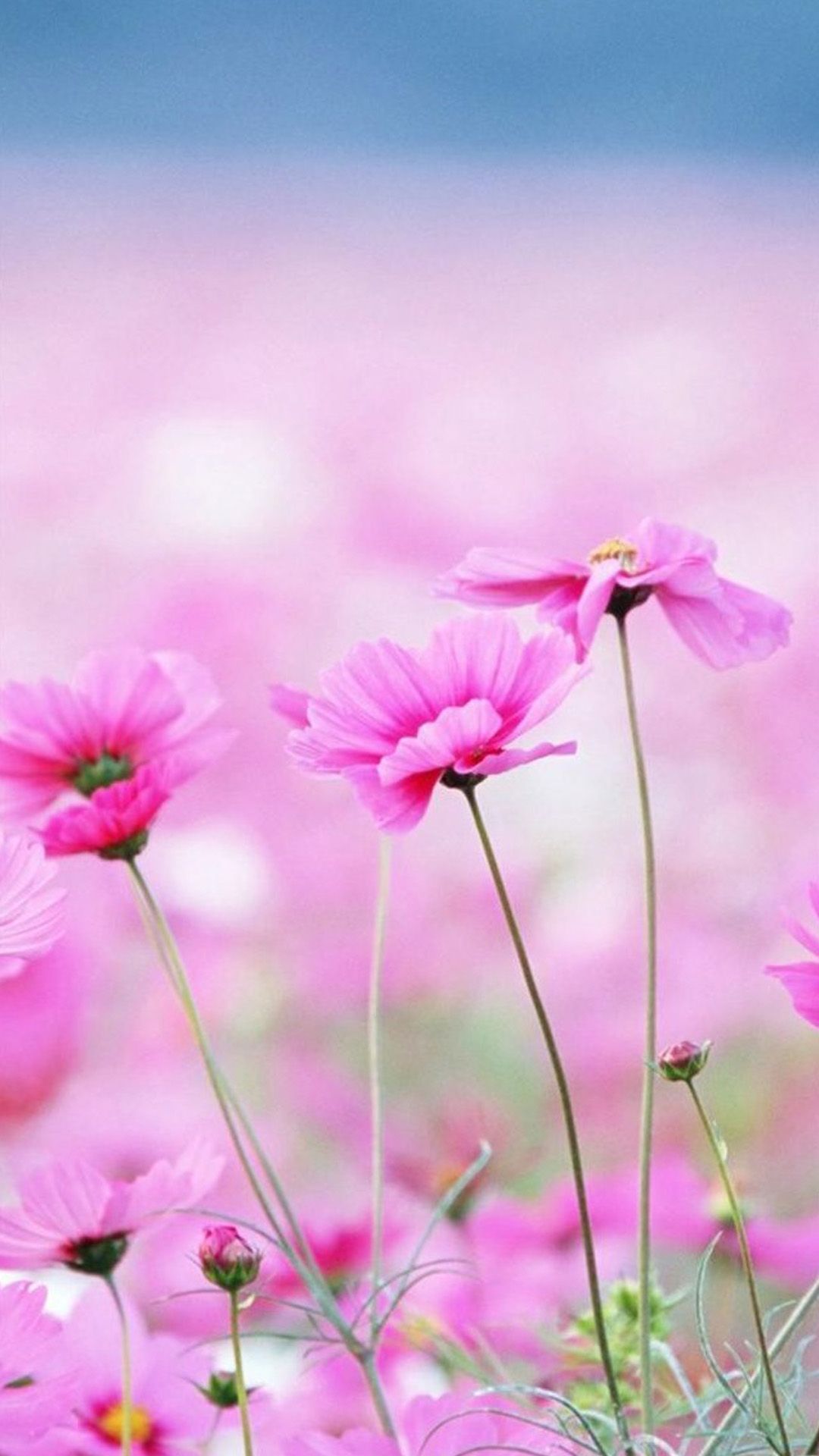 Flower Android Wallpaper Androidwalls