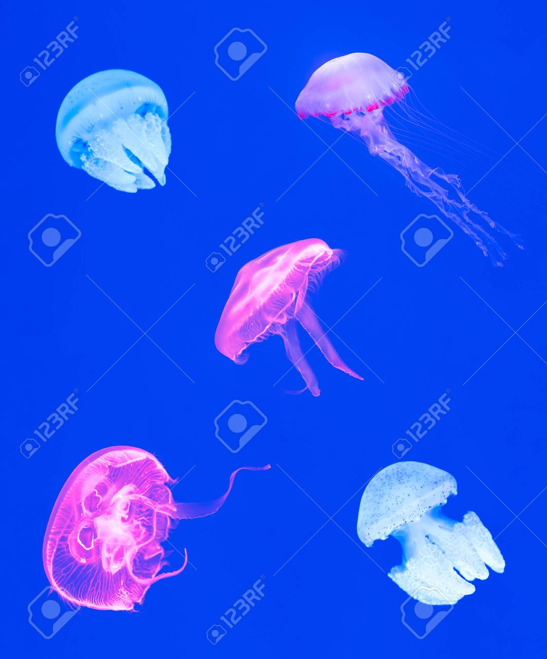 Variety Of Jellyfish On Blue Background Beautiful Jellyfish