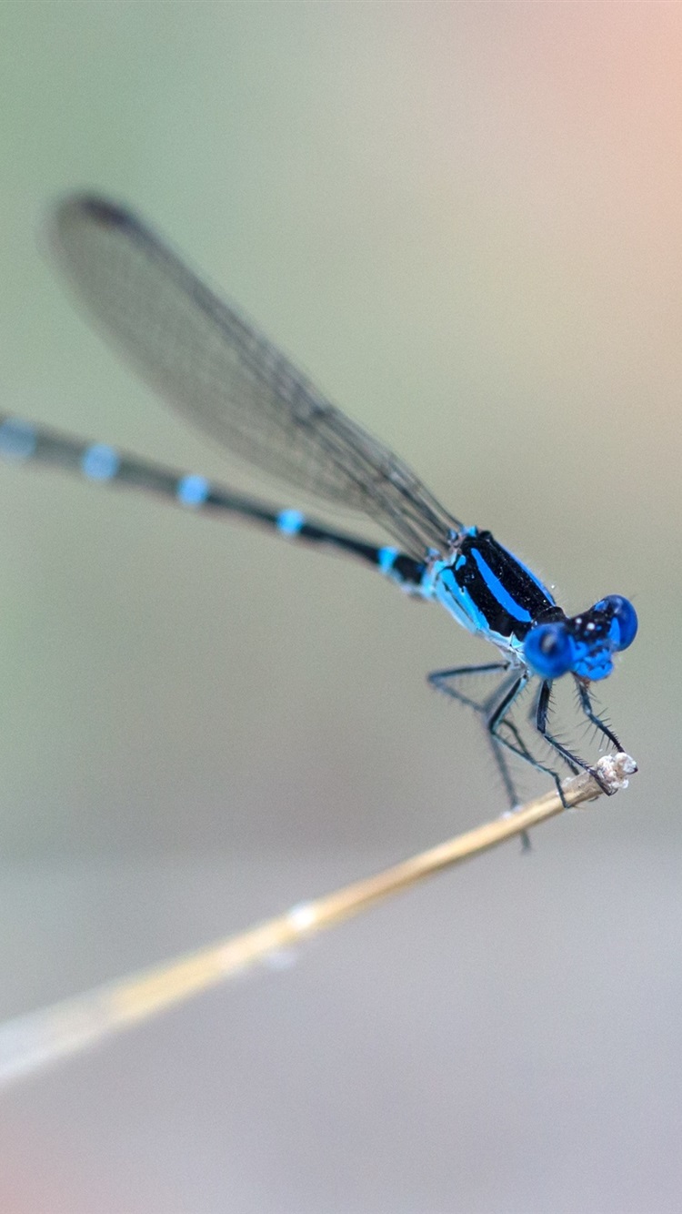 Wallpaper Blue Dragonfly Wings Blurry Background HD