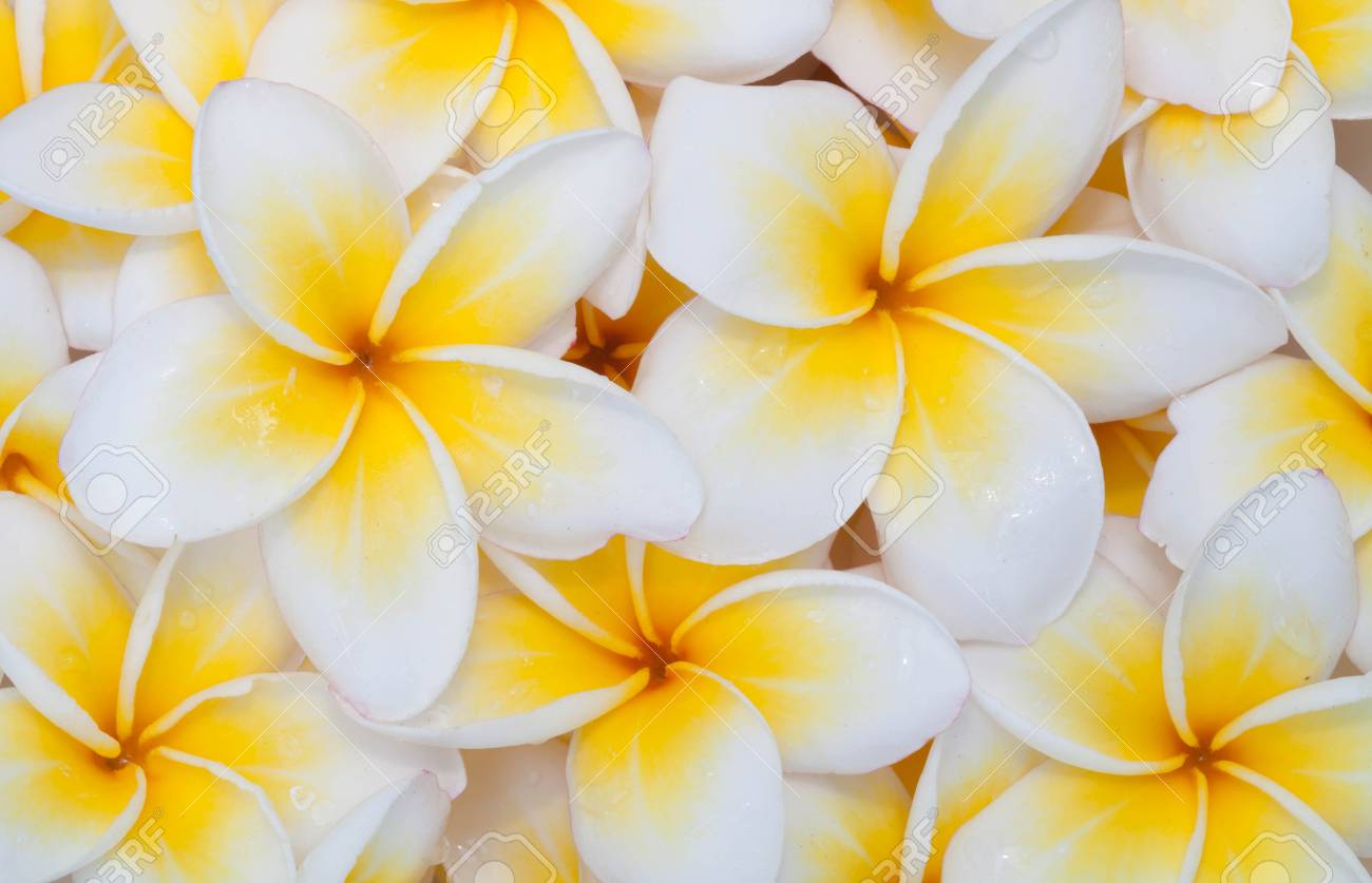 Free download Plumeria Flower Background Stock Photo Picture And ...