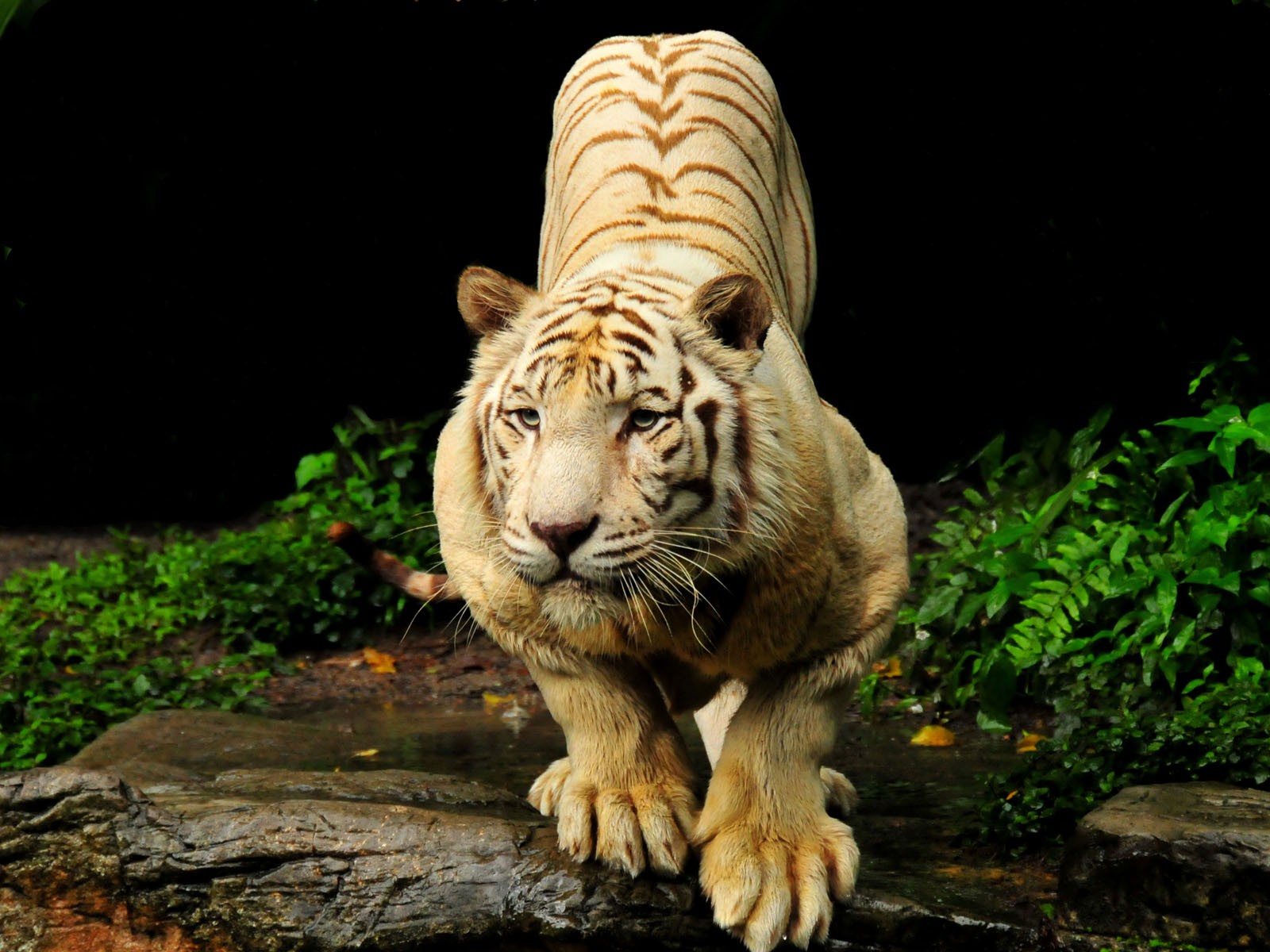 Beautiful Tiger HD Desktop Wallpaper Fullscreen