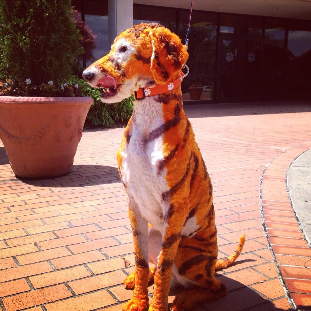 Clemson Dog Is A Tiger At Fur Level