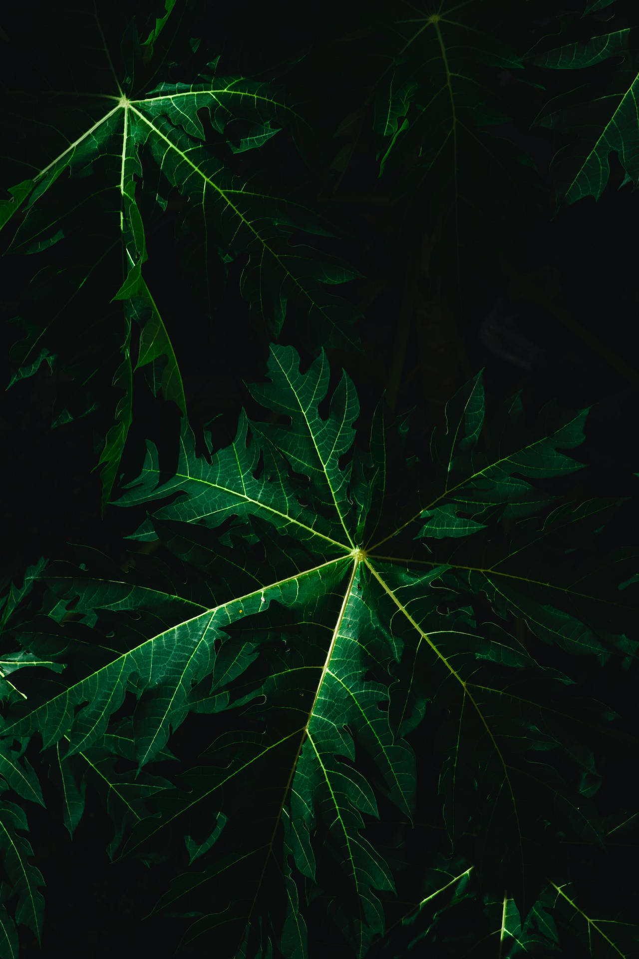 Big Dark Leaves iPhone Wallpaper