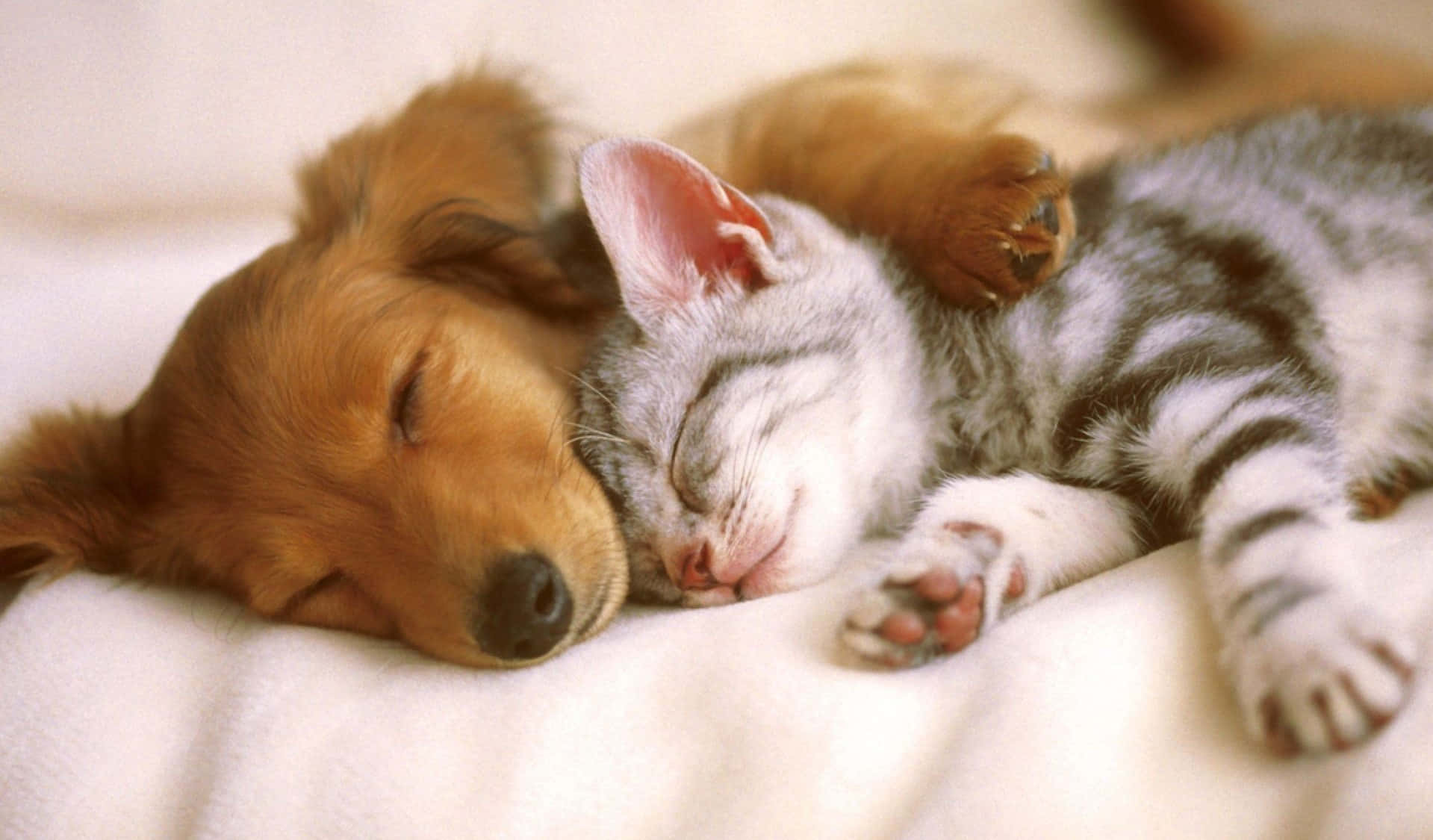 Cute Little Puppies Wallpaper
