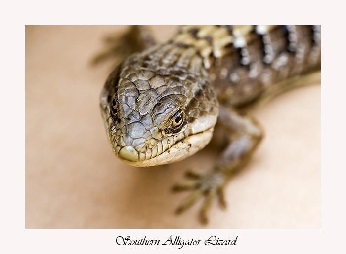 Southern Alligator Lizard By Livinginoblivion