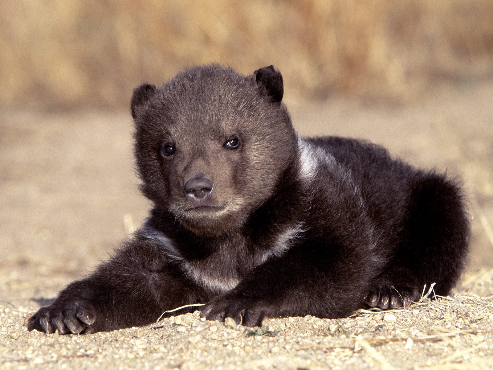 Grizzly Bears Wallpaper Bear Cub