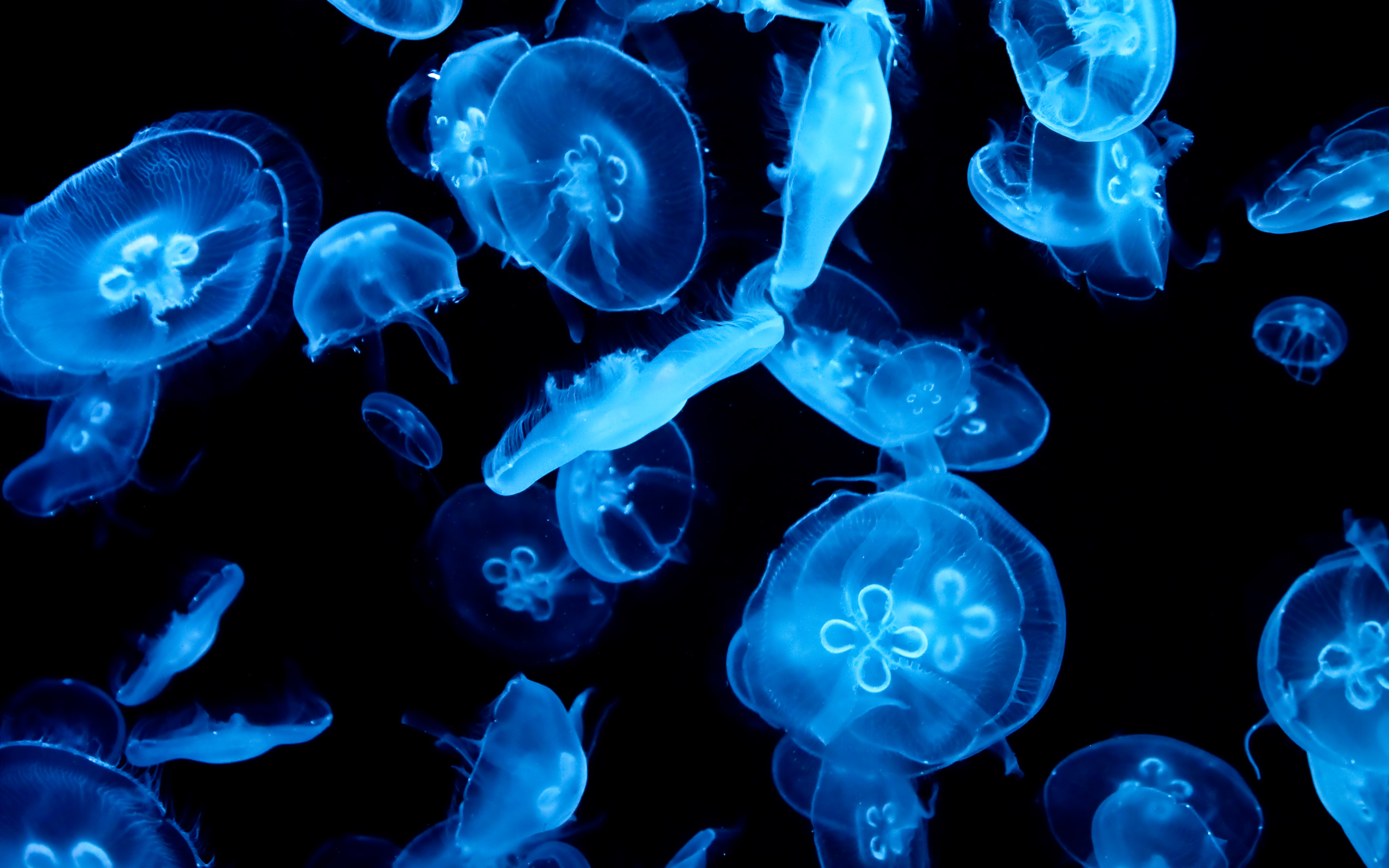 Jellyfish Puter Wallpaper Desktop Background Id