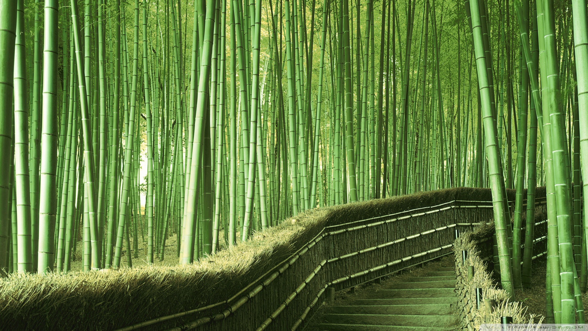 Bamboo Forest Background Wallpaper