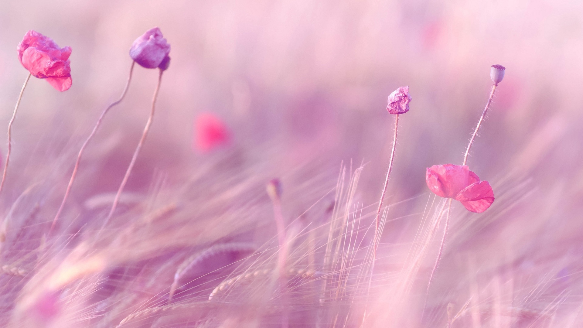 Pink Purple Flowers Field X