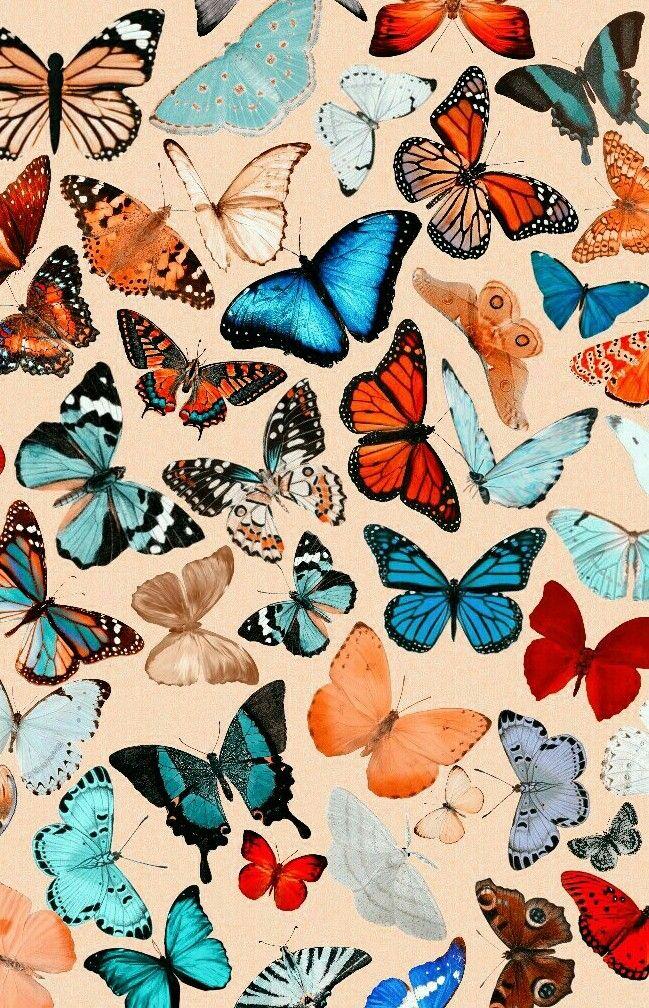 Butterfly Wallpaper That Are Cute