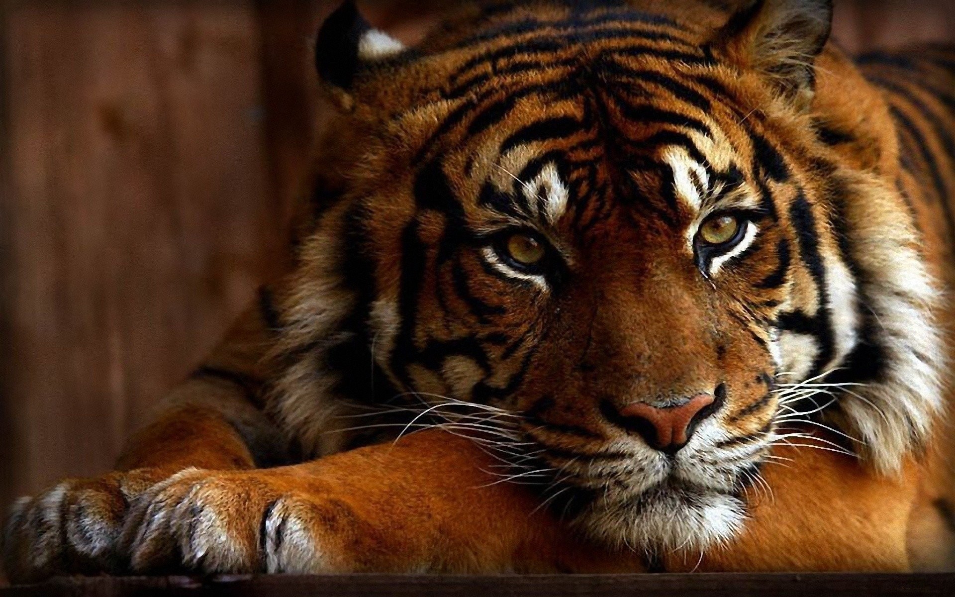 Wallpaper Of Tigers