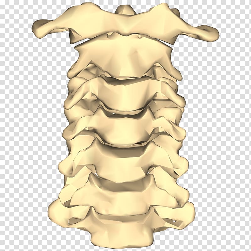 Vertebral Column Cervical Vertebrae Spinal Fusion Bone Lumbar
