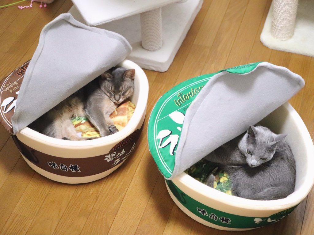 See These Ramen Bowls They Re The Purrfect Pet Beds For Your Cats