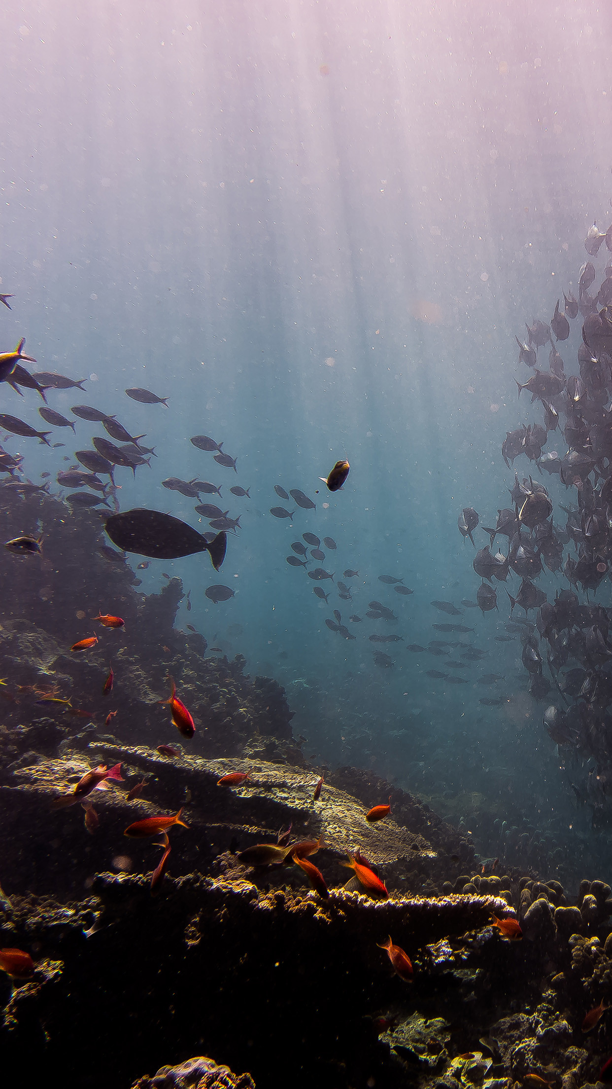 Ocean Fish Wallpaper