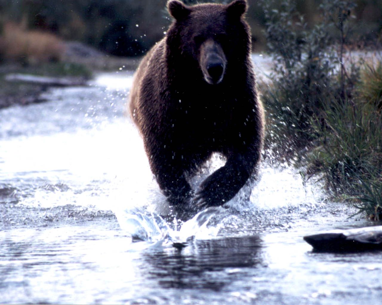 Black Bear HD Wallpaper Pictures New