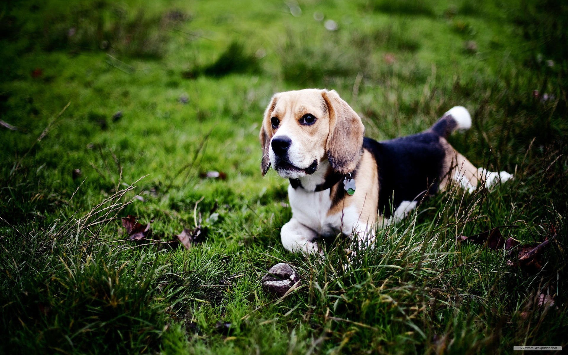 Cute Beagles Dog HD Background