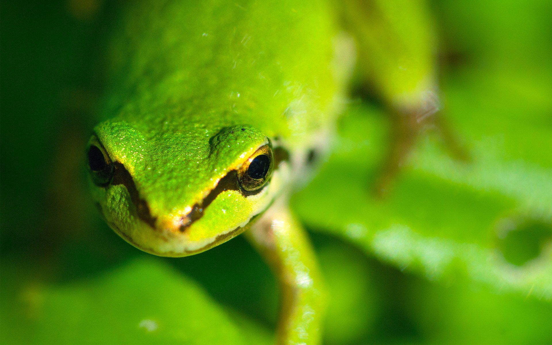 Golden Frog On Green Leaf Other Wallpapers Kiferwater Dot Com