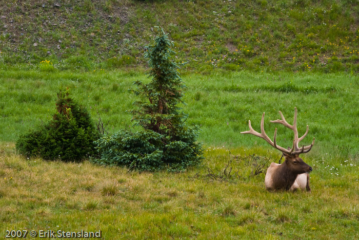 Elk Camouflage Poudre Lake Rocky Mountain National Park Image Of