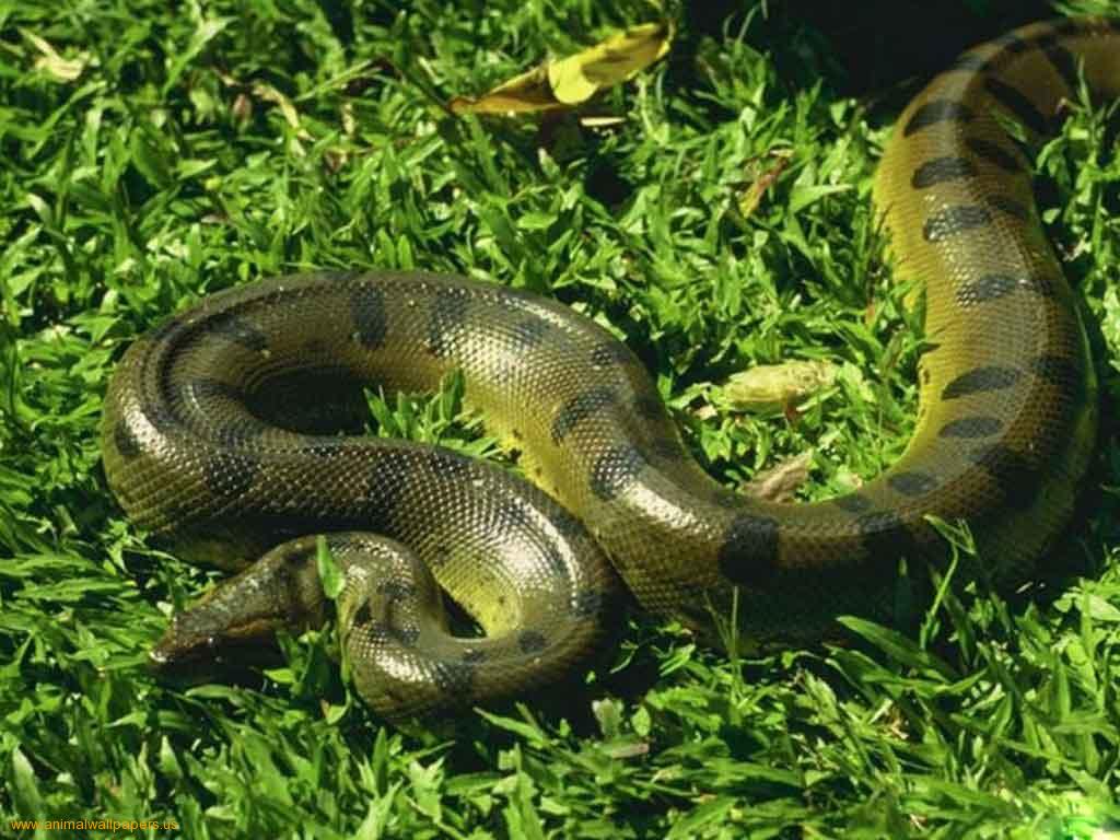 Wallpaper Of Snakes Anaconda