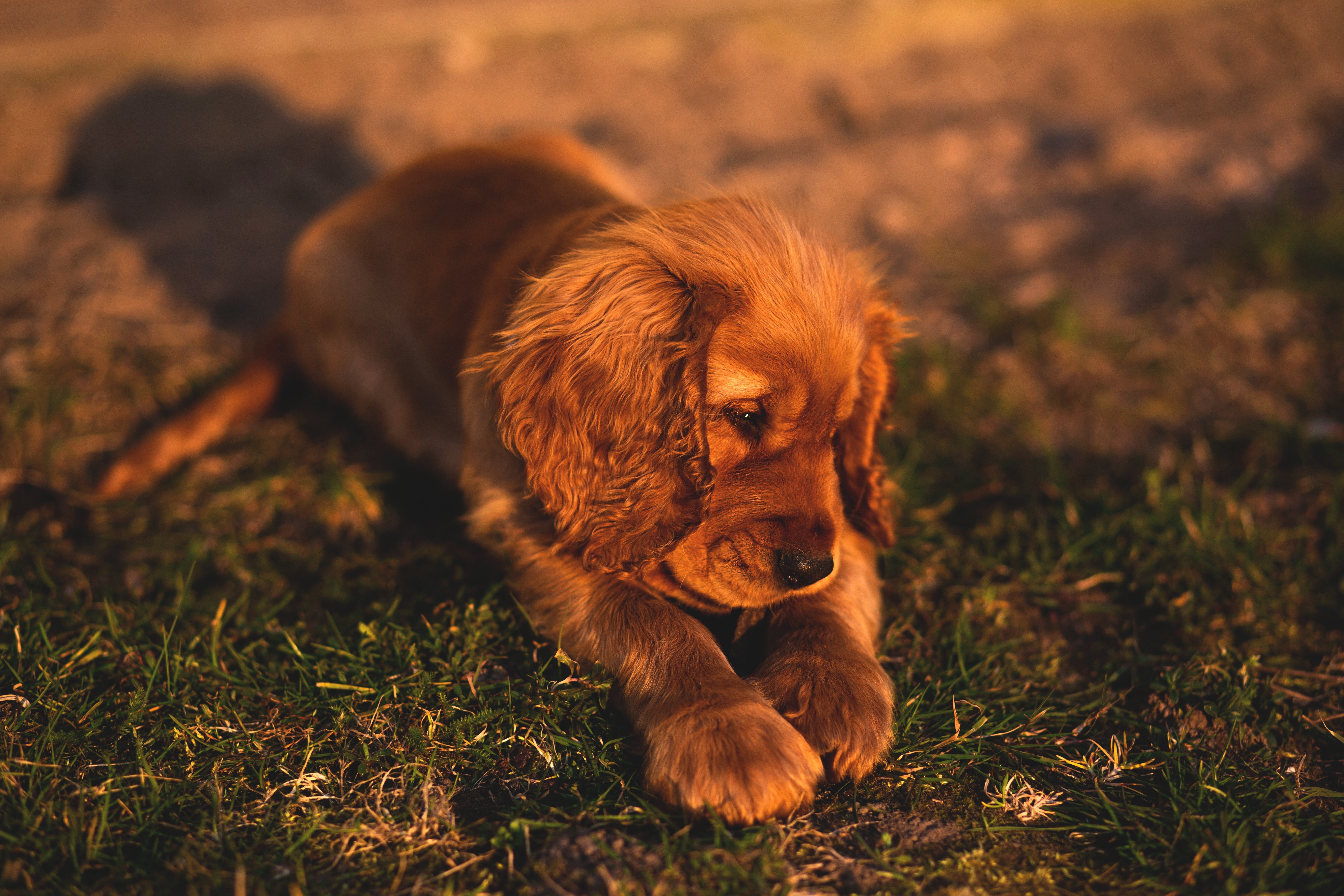 An adorable golden Cocker Spaniel puppy lies on a grassy patch at sunset, its soft fur glowing in the warm light. The puppy's paws are crossed, and it looks down with a sweet expression