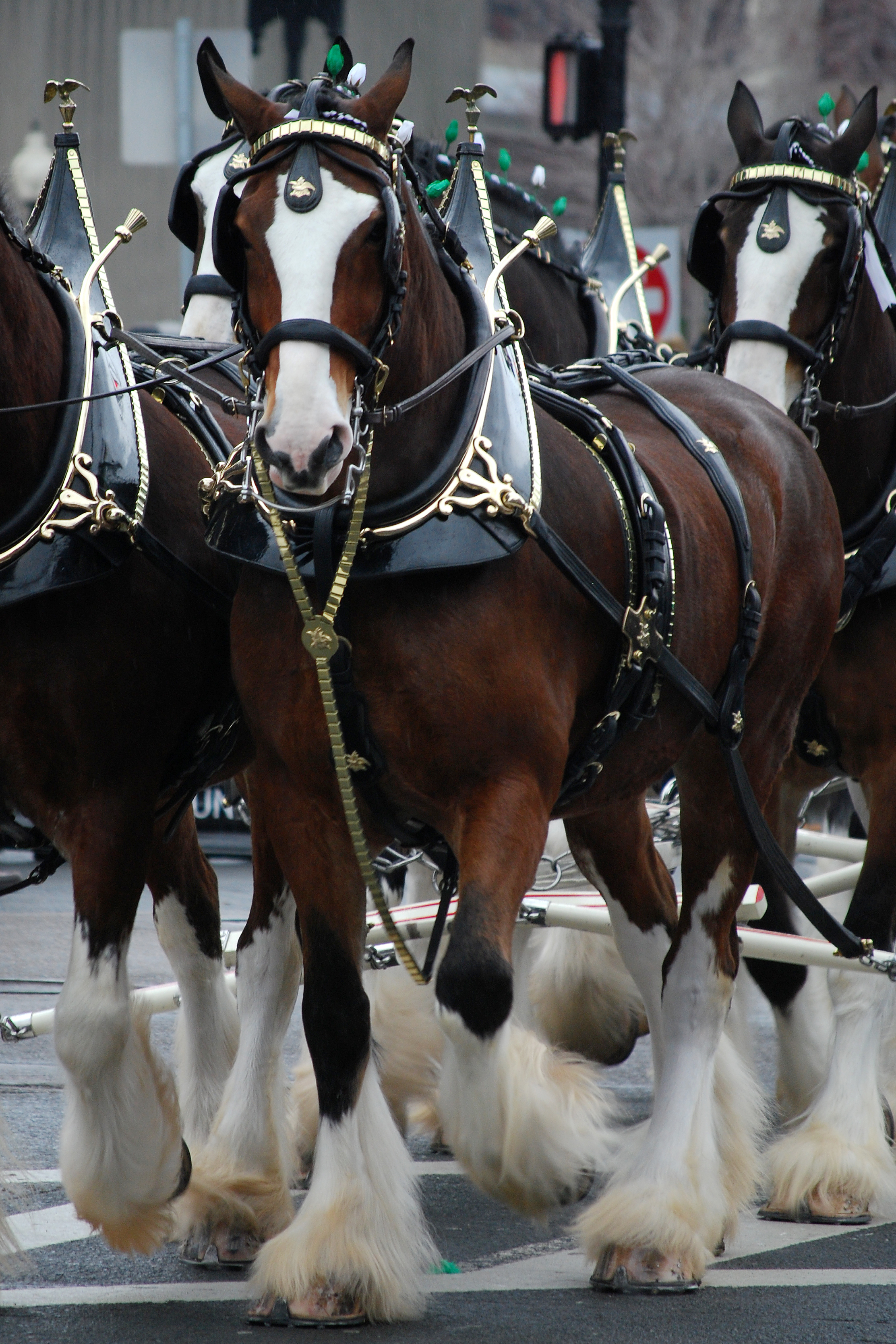 Clydesdales Budweiser HD Wallpaper Animals Wallpapers