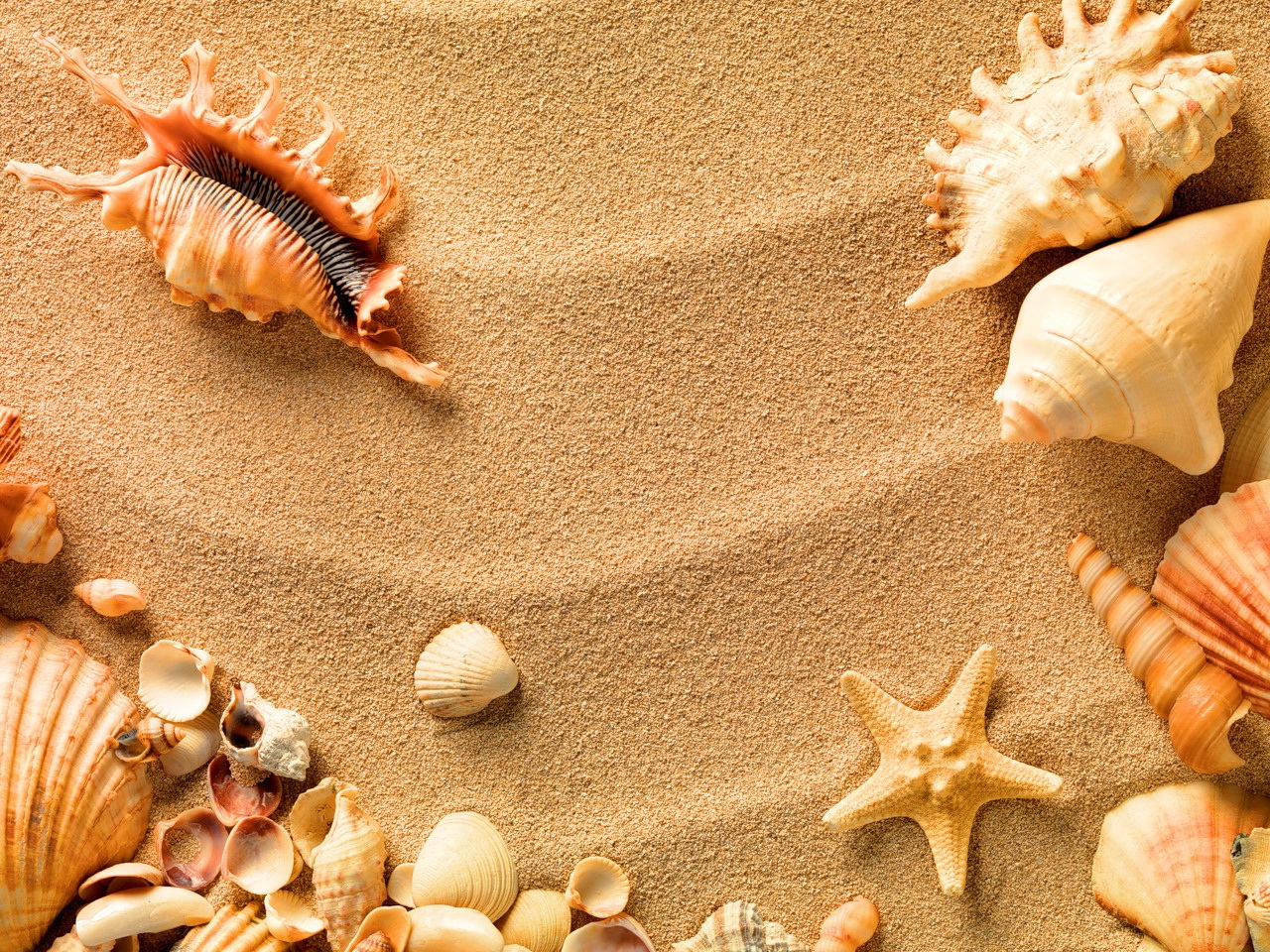 Seashells On The Sand Wallpaper