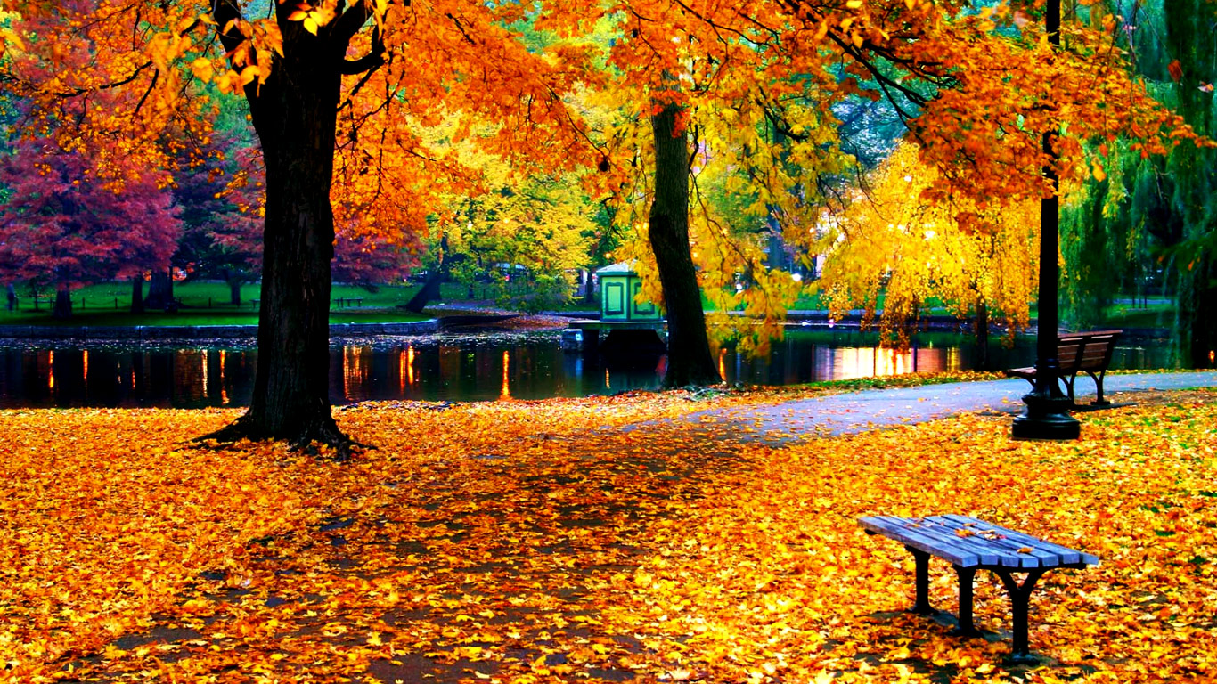 Pics Photos HD Autumn Leaves Desktop Wallpaper