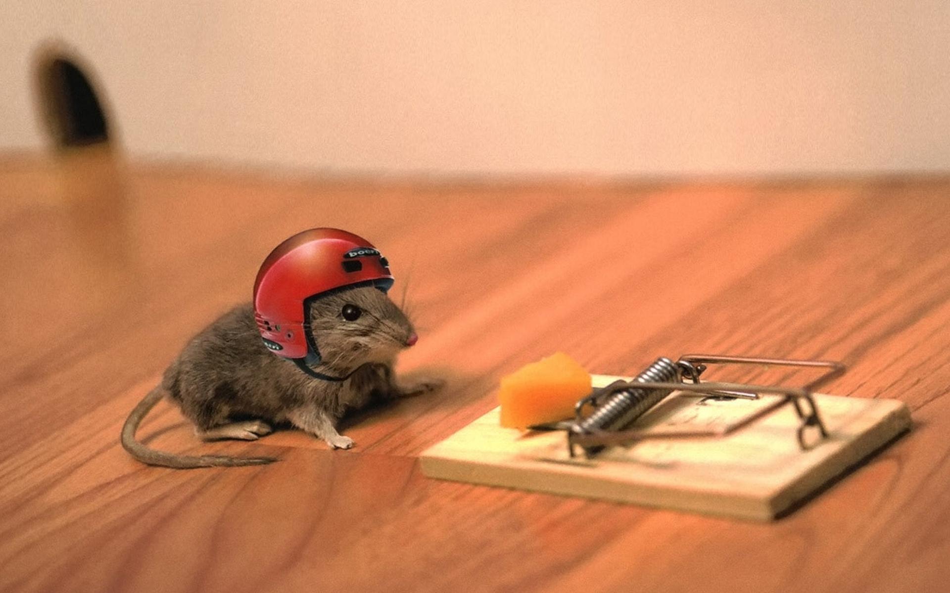 Funny Mouse Wallpaper