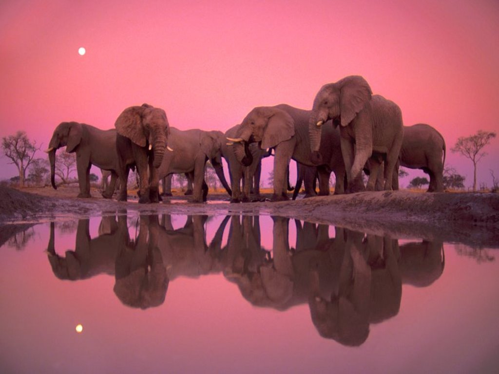 Elephant Herd Reflection In Water Hole Pink Sky Desktop Wallpaper