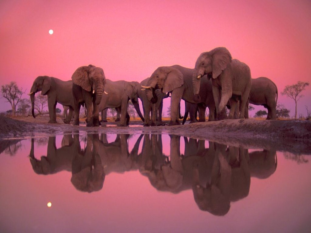 pink-elephant-wallpaper-wallpapersafari