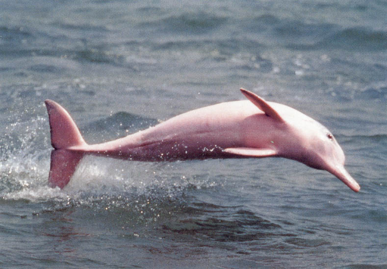 Cool Wallpaper Pink Bottlenose Dolphin