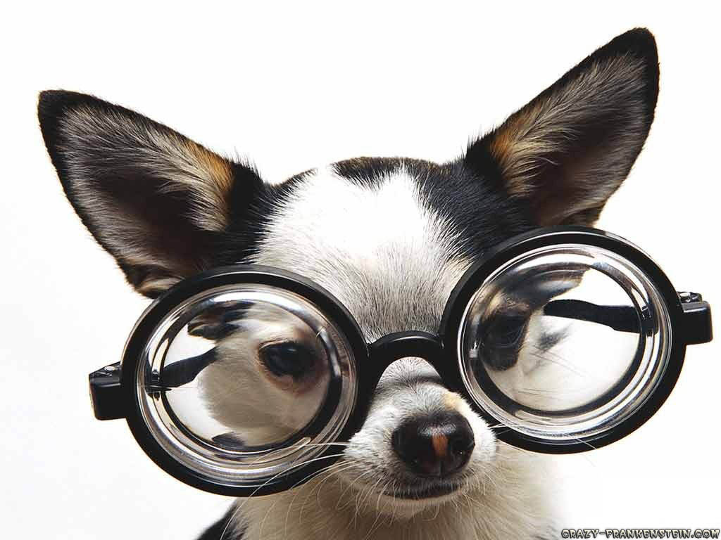 Dog Glasses Funny Photo Wallpaper