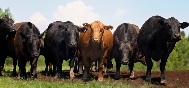 Black Angus Cattle Pictures Image And Stock Photos Istock