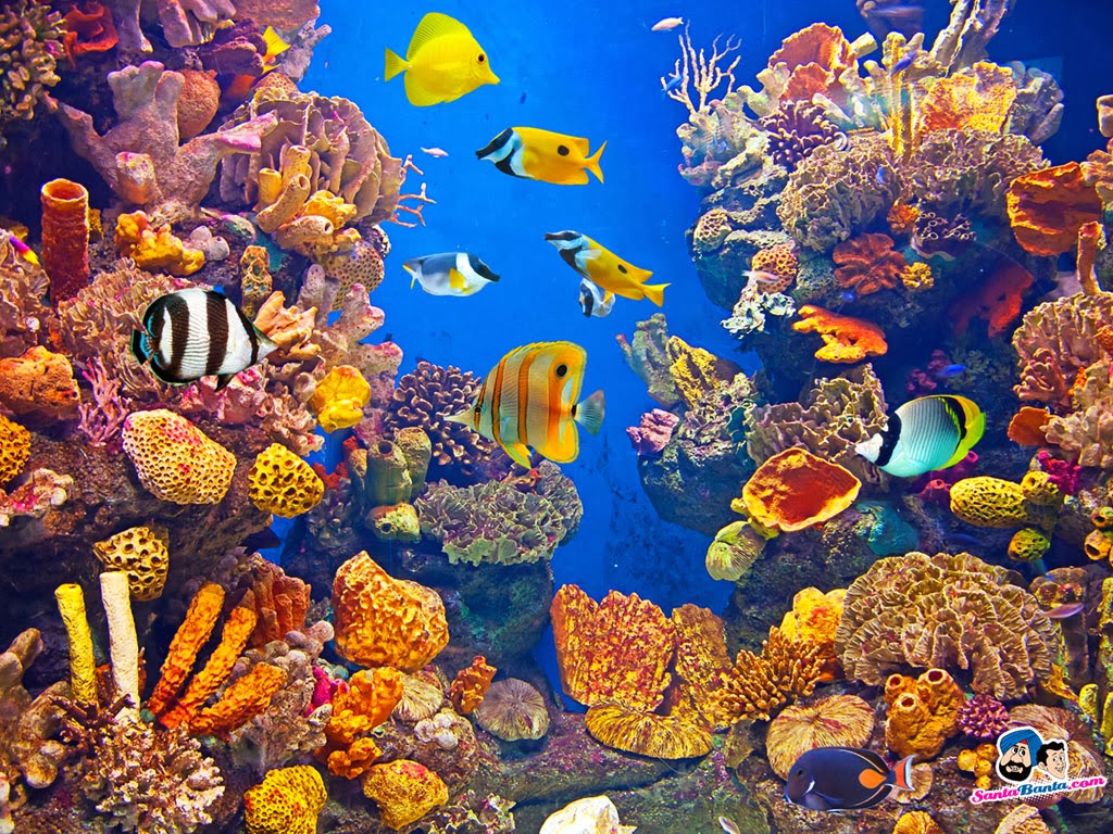 FREE 21 Aquarium Wallpapers in PSD  Vector EPS