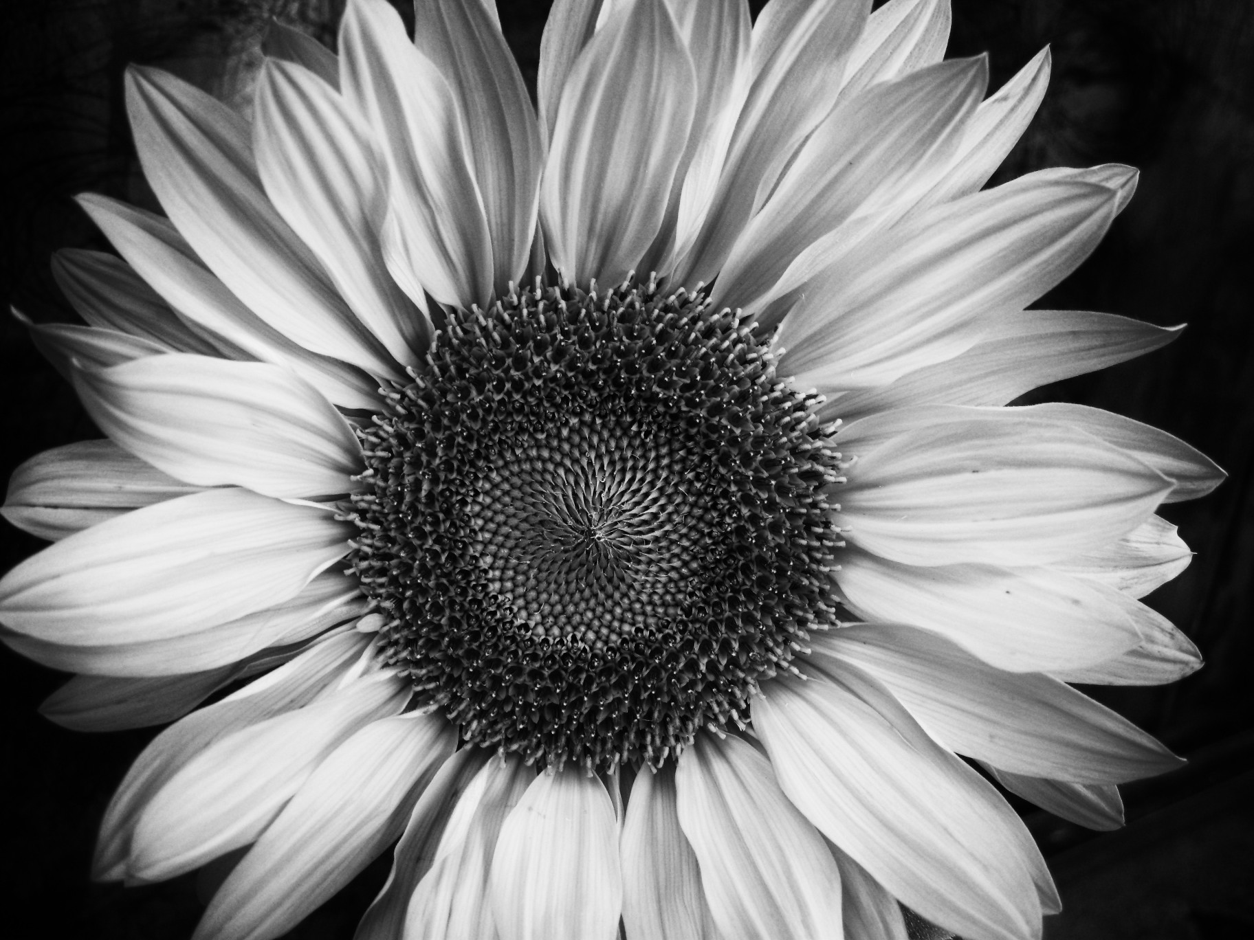 Amazing Black And White Photography Wallpaper