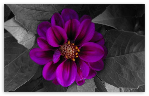 Fall Flower HD Desktop Wallpaper High Definition Fullscreen