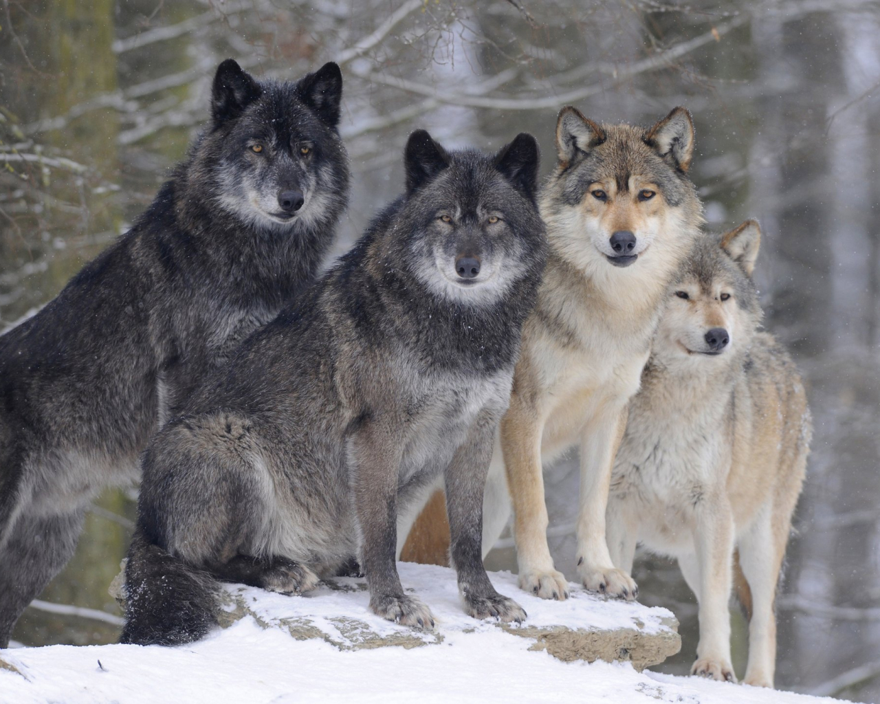 Timber Wolves Canada For Your Desktop