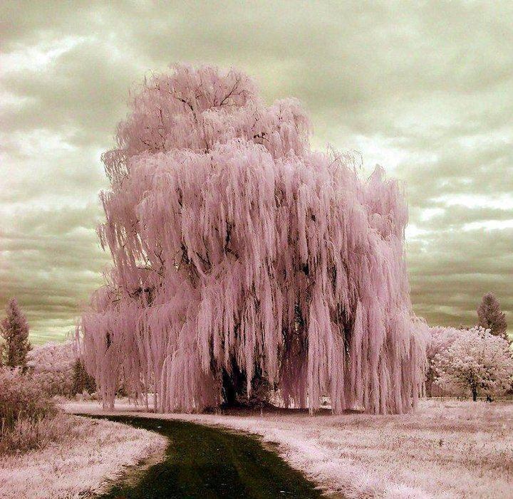 Frozen Weeping Willow Beautiful Trees So Pin