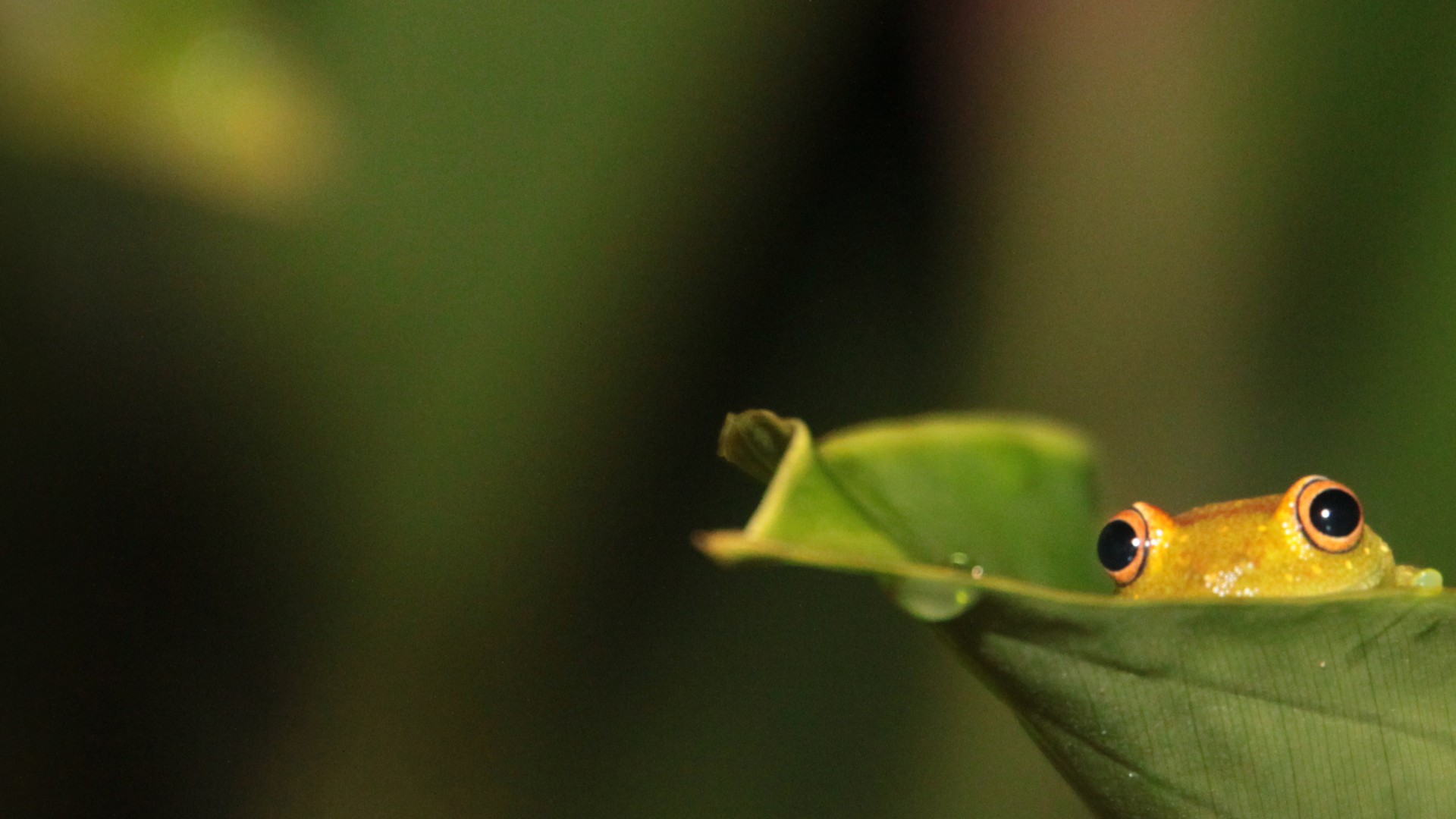 Source Url Wallpapertock Frog Hiding On Leaf Wallpaper