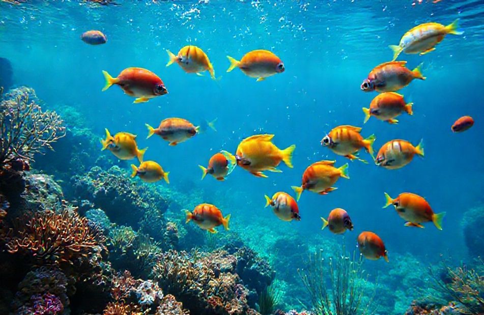 Live Moving Fish Wallpaper