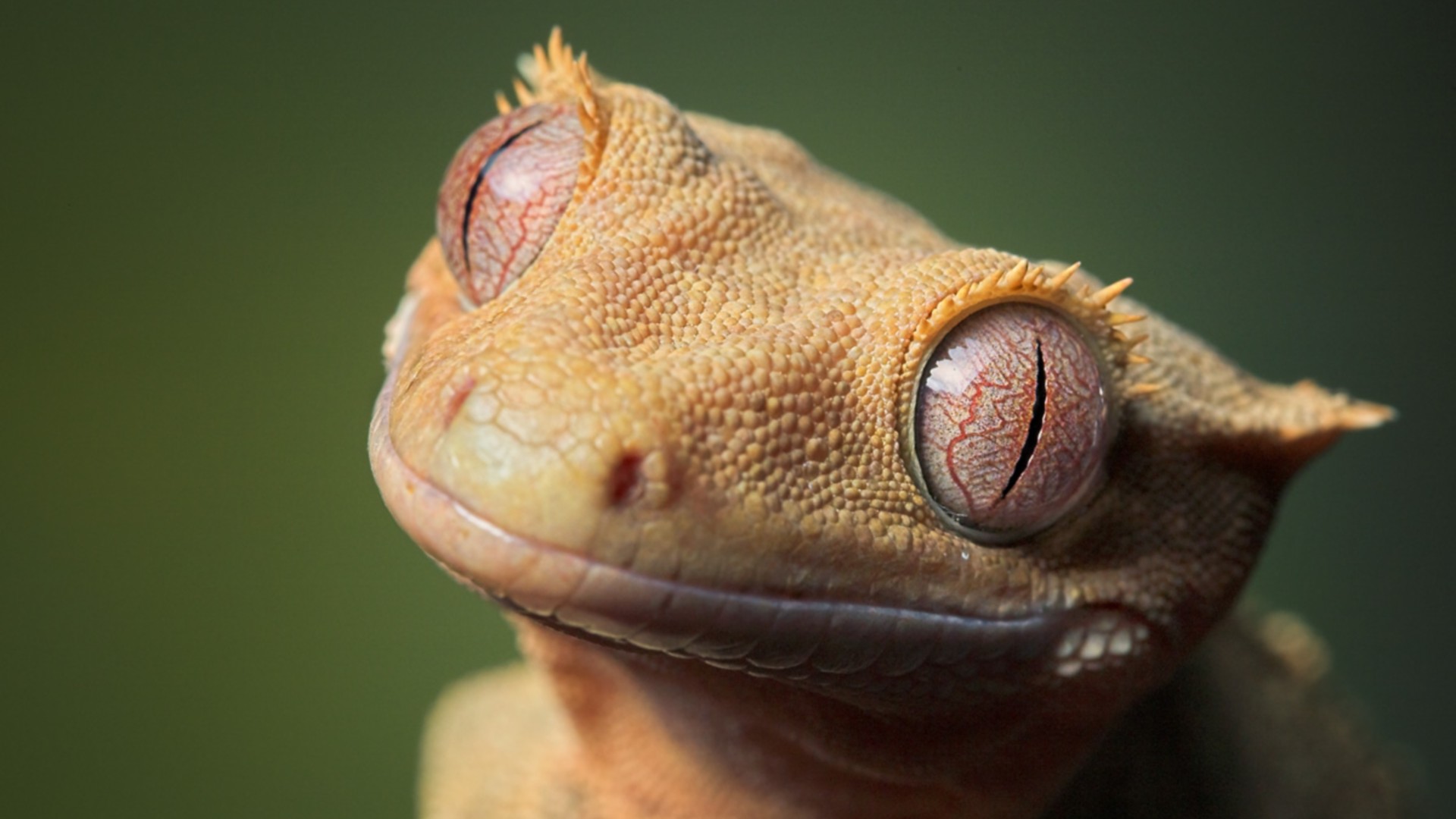 Crested Gecko HD Wallpaper Background Image
