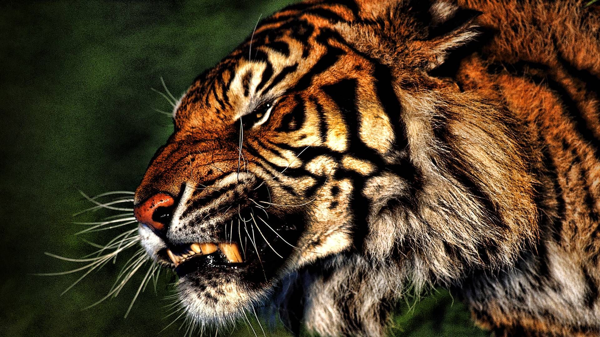 Free Download Tiger Hd Wallpapers Epic Car Wallpapers In X For Your Desktop