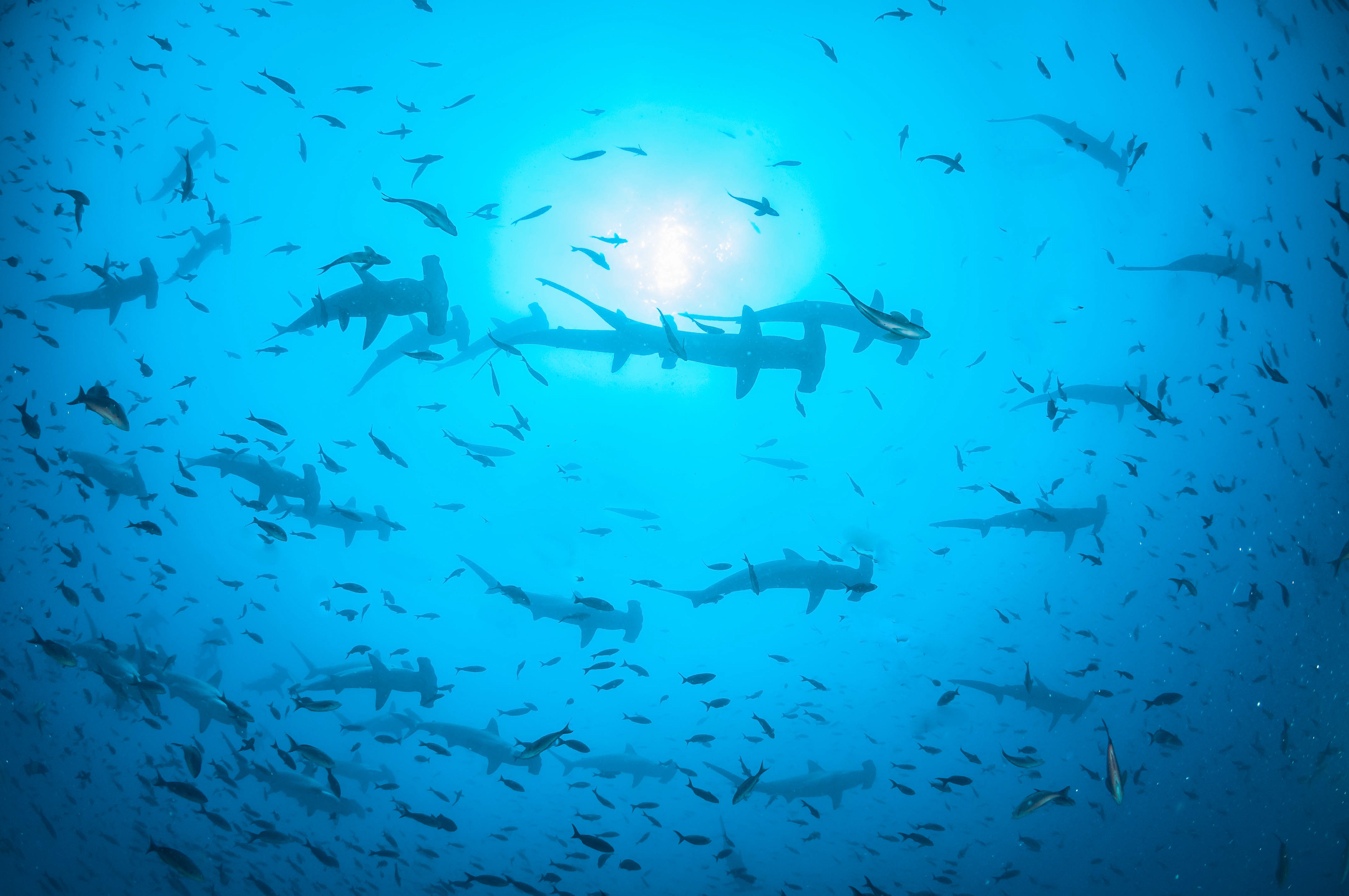 Wallpaper Ocean School Sea Fish Water Shark Ecuador