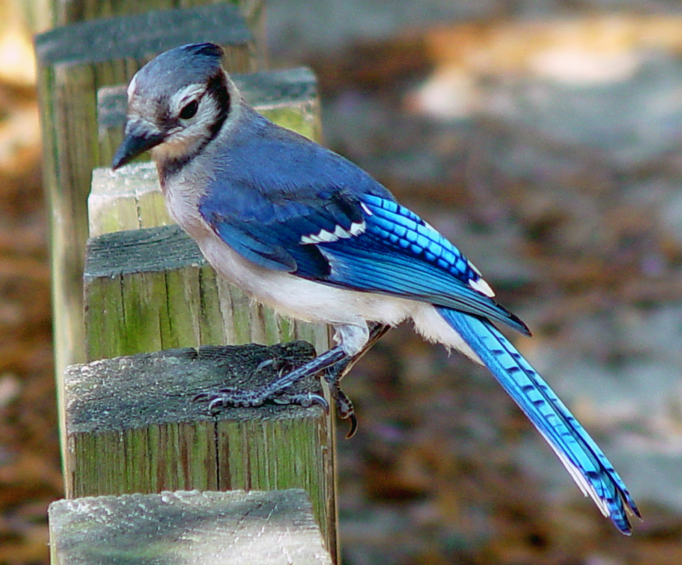 Blue Jay Bird Feeder Wallpaper For Mobile Hd Birds