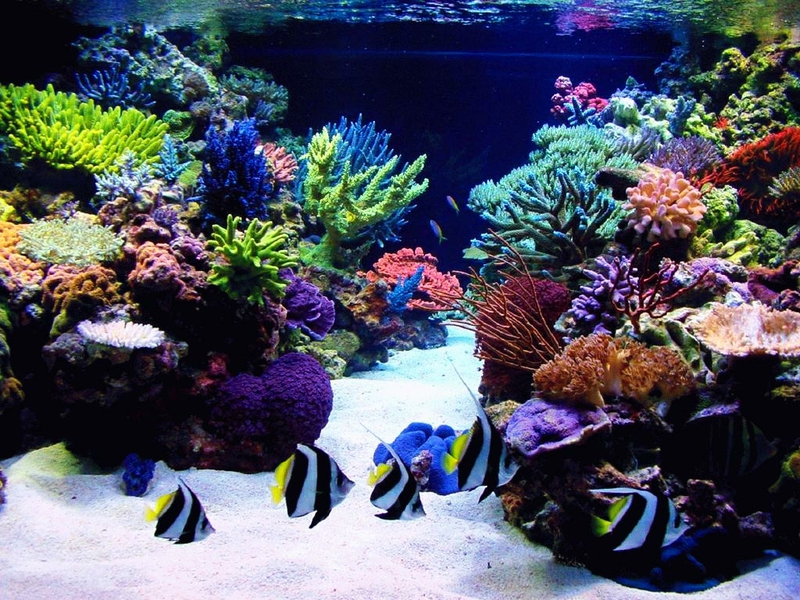 Animal Aquarium Animals Fish HD Desktop Wallpaper