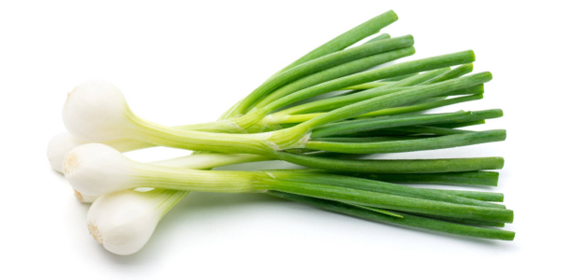 Green Onion Wallpaper
