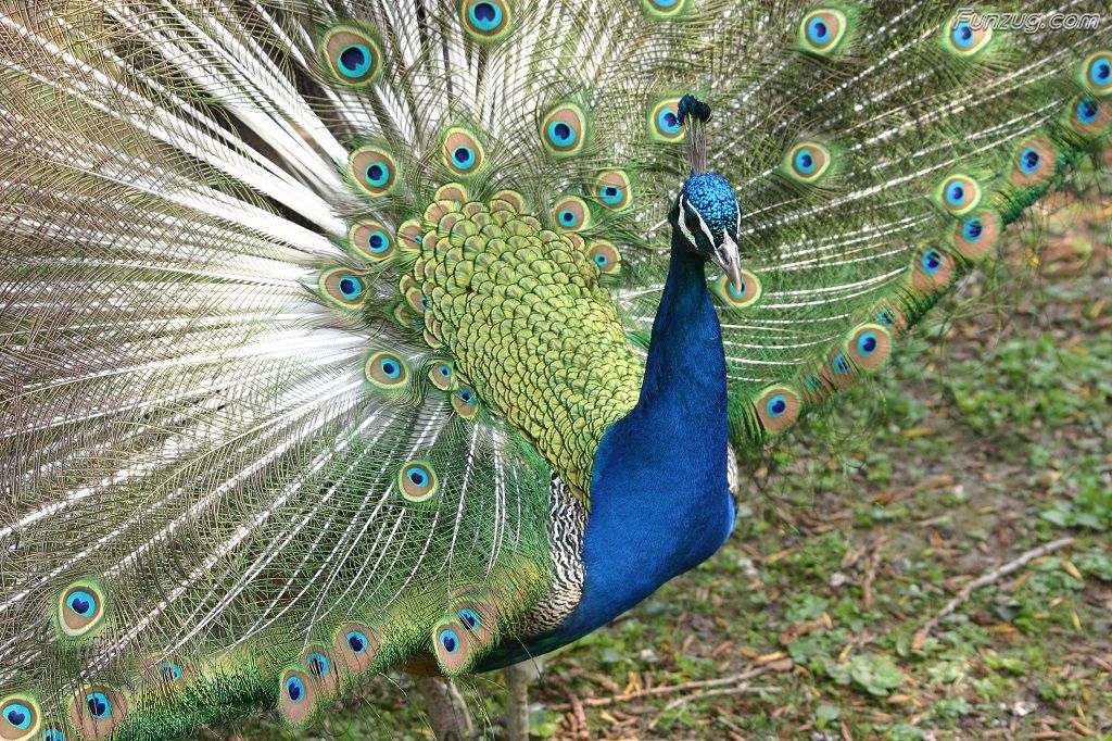 Click To Enlarge Beautiful Peacock Wallpaper