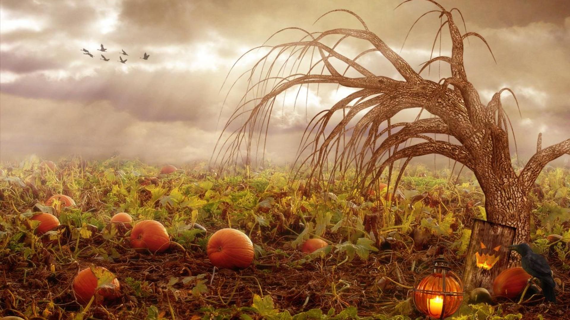 Eerie Pumpkin Patch Wallpaper